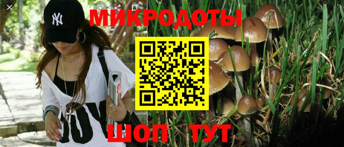 Серов  купить закладку  Вход с VPN  Галлюциногенные грибы Psilocybe  Псилоцибиновые грибы Psilocybe 